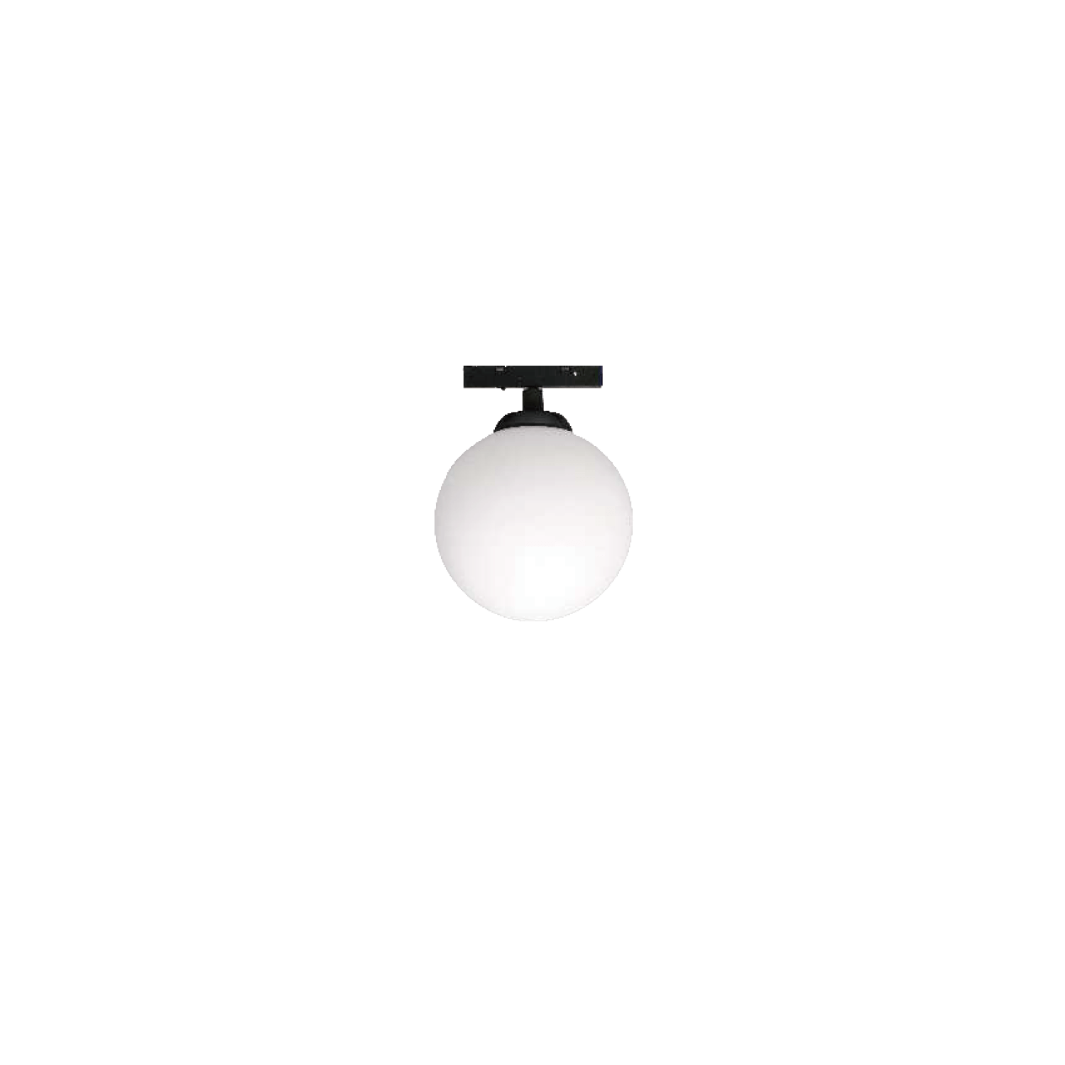 ROSE - Image 14